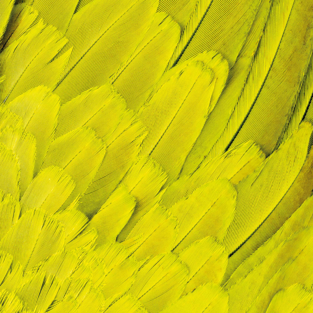 Gelb eingefärbte Federn