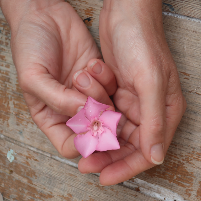 Hände die eine rosa Blume halten.