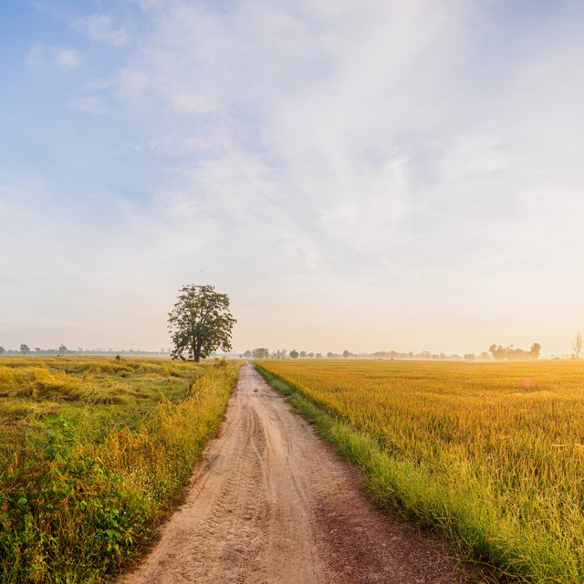 Ein Weg umgeben von Gras, der zu einem Baum führt.